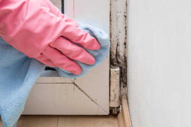 Best Mold Prevention Services  in Woodlyn, PA